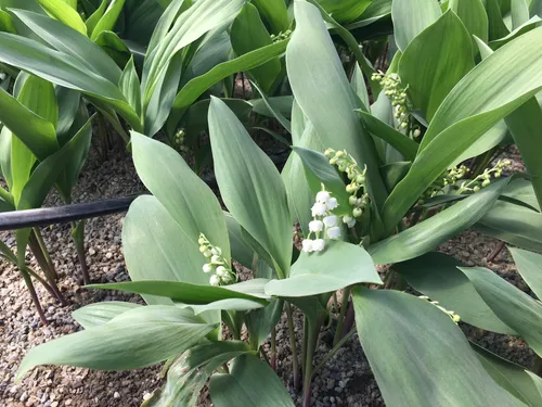 1er mai : récolté le muguet 2023 est prêt pour la livraison