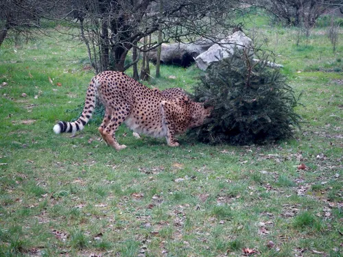 Planète Sauvage : les animaux du parc de Port-Saint-Père adorent...