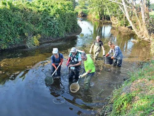 Canicule. Il faut sauver les poissons des rivières bretonnes asséchées