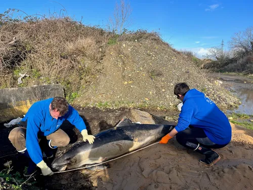 Vendée : des dizaines de dauphins retrouvés morts sur le littoral