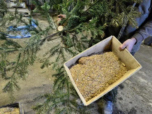 Bretagne. Pour pallier la hausse des prix, certains fabriquent...