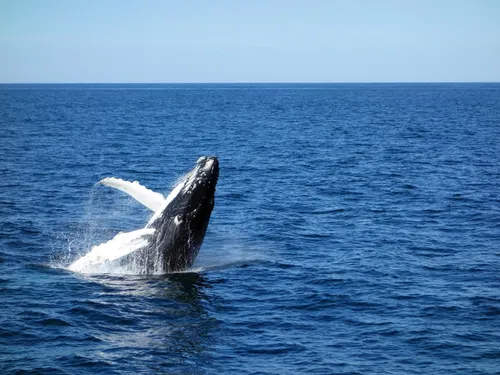 Rorqual dans le Finistère : les échouages ne se multiplient pas 