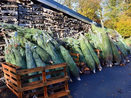 Finistère. C'est le moment d'acheter son sapin de Noël, plus cher...