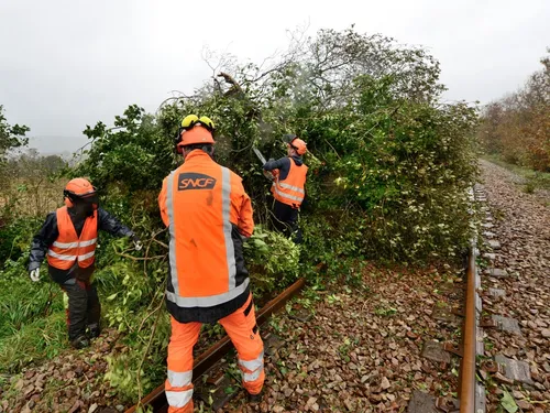 Bretagne. Les équipes de bûcheronnage en action pour dégager les...