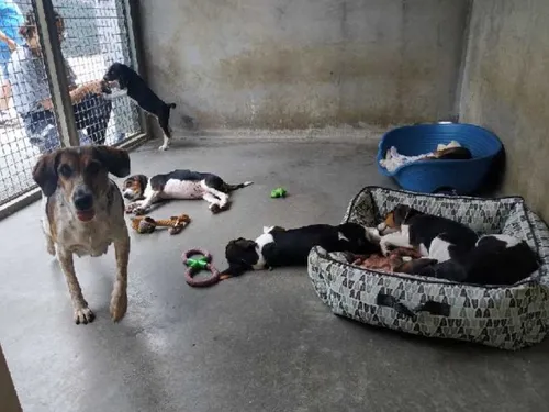 A Pornic aussi, le refuge de la SPA déborde