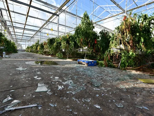 Dégâts. La tempête Ciaràn a fortement endommagé les serres...