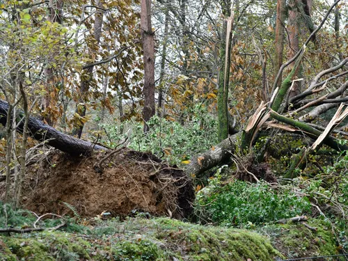 La tempête Ciaran n’a pas épargné la forêt : l'ONF évalue les dégâts