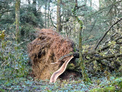 Finistère. Un copil créé pour coordonner l'après-tempête Ciaràn !