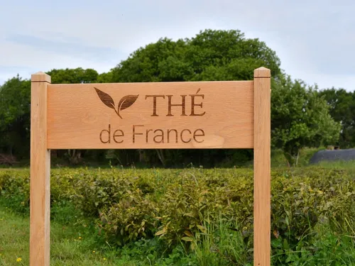 Thé breton : première grande récolte en vue à Camors