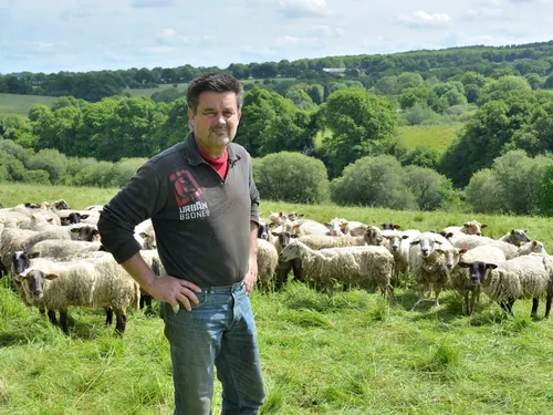 Loup repéré dans les Monts d'Arrée : les éleveurs ovins pas si...