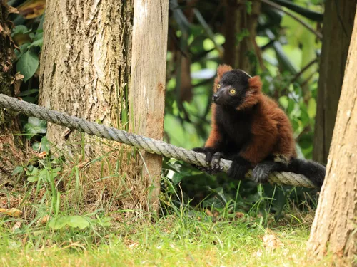 Doué-la-Fontaine : un lémurien né en captivité réintroduit dans son...
