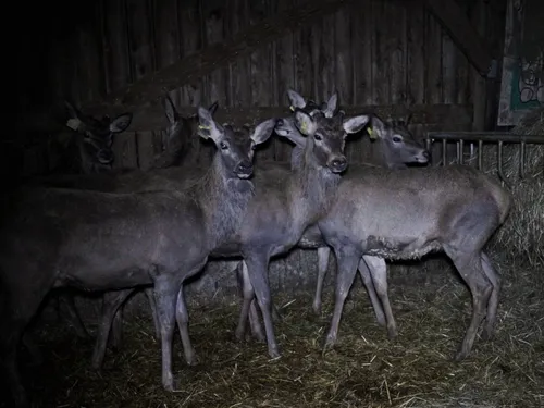 Mayenne: L214 dénonce un élevage de cerfs "moyenâgeux" près de Laval
