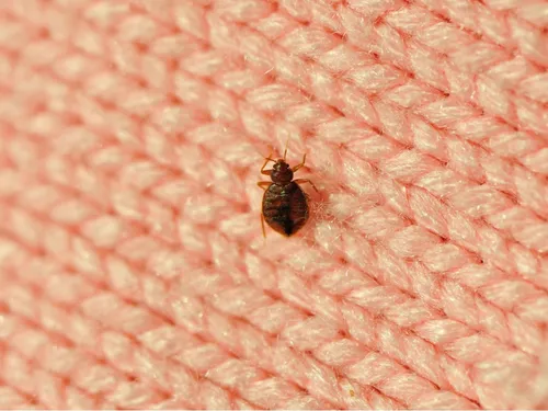 Punaises de lit. La polémique débouche sur une réunion