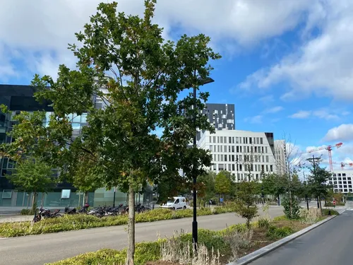 Après la sécheresse de 2022, les arbres surveillés de près à Nantes