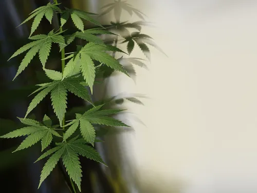 Saint-Jacques-de-la-Lande : la dépénalisation en question