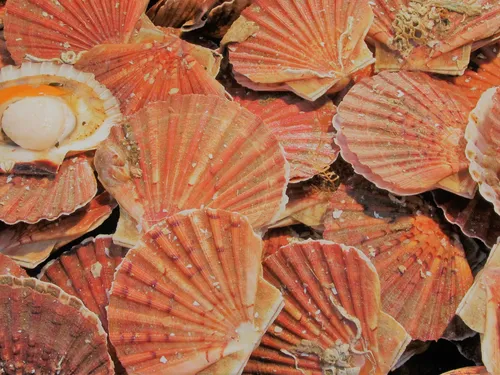 Pêche. Abondance record de la coquille Saint-Jacques en baie de...