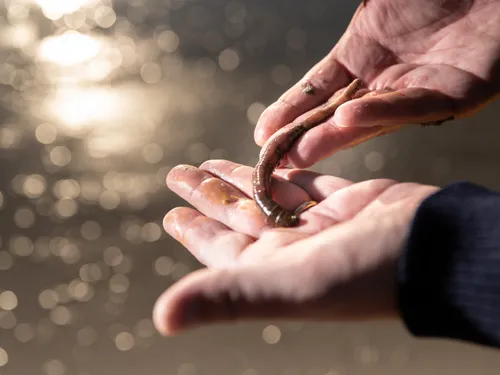 Hemarina à Morlaix : un pansement à base de sang de vers marins,...