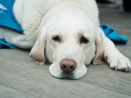 Plus d'abandons dans les SPA de l'ouest : la faute à l'inflation ?