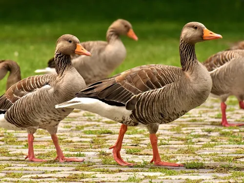 Morbihan. La grippe aviaire toujours là, malgré la vaccination