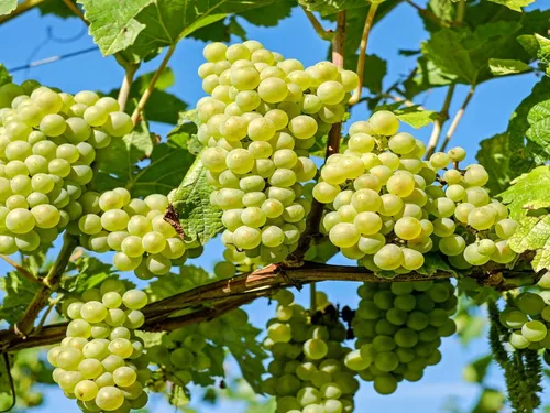 Vendanges dans les prochains jours, en Pays de la Loire
