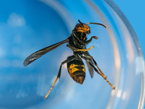 Les appels à piéger le frelon asiatique se multiplient, mais est-ce...