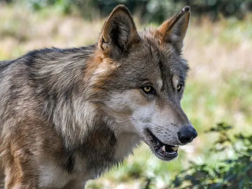 Le loup installé dans le Maine-et-Loire ? Possible... 