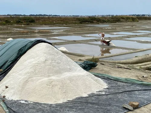 Dans les marais de Guérande, un début de saison moins difficile...