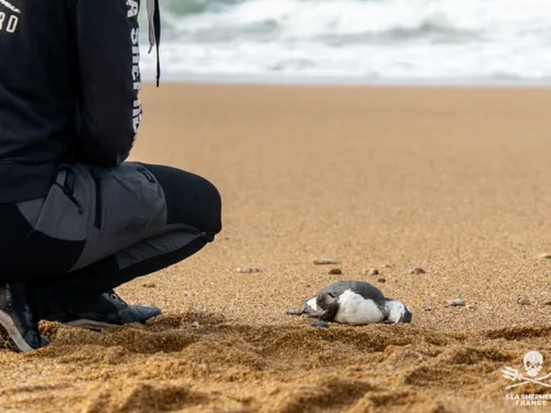 Des oiseaux marins retrouvés morts sur les côtes de l'Ouest :...