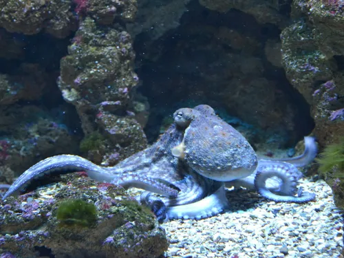 Les poulpes envahissent les plages bretonnes