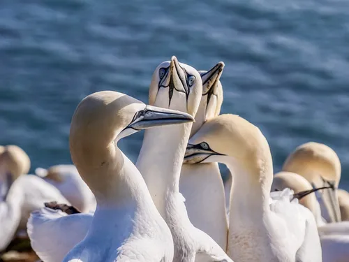 Grippe aviaire. Vive inquiétude en Bretagne pour les oiseaux marins