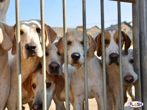 Opération de sauvetage : 66 chiens retirés d'un élevage clandestin...