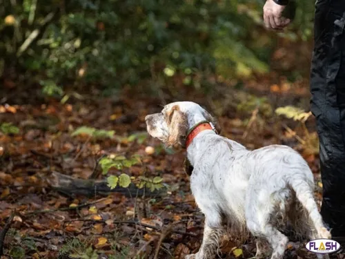 Ouverture de la chasse ce dimanche 14 septembre