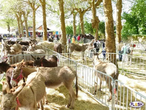 La 32e fête de l’Âne de Saint-Paul