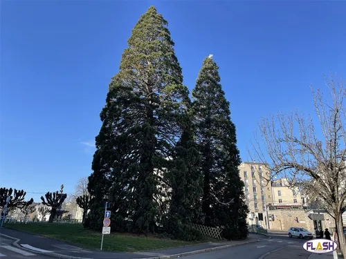 Les Séquoias historiques de Limoges menacés par une Maladie Incurable