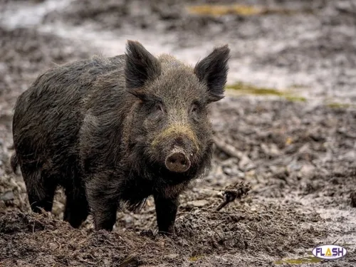 Corrèze : La chasse aux sangliers officiellement ouverte