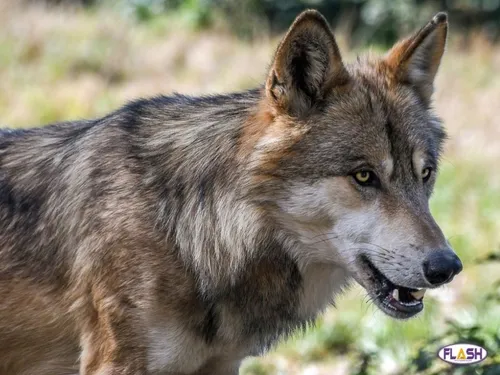 Corrèze : Une nouvelle attaque de loup  sur 18 ovins