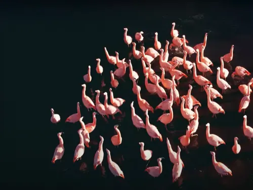 Avec Shouse, Felix Jaehn conclut une belle année de collabs