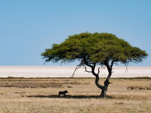Les plus beaux safaris de Namibie