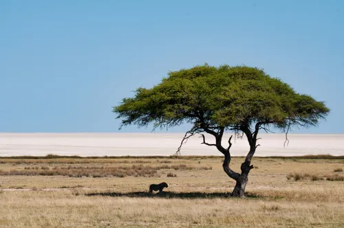 Les plus beaux safaris de Namibie