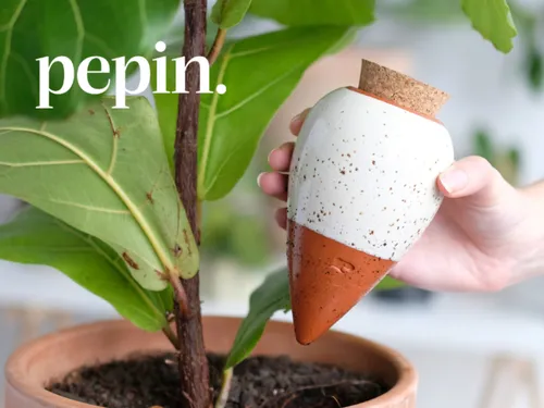 Gagne 100 € pour sublimer tes plantes avec Pépin ! 