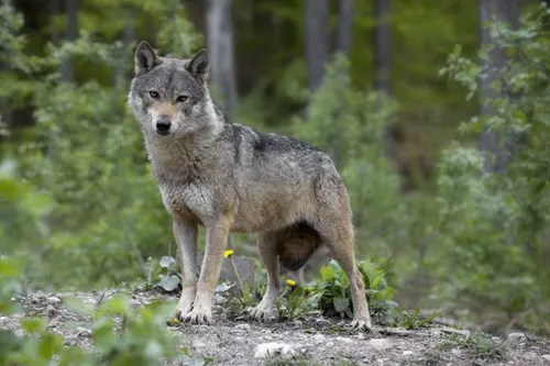 Recrudescence d'attaques de loup dans la Meuse : la préfecture réagit