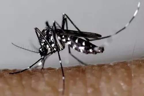 Moustique tigre : des gestes simples pour éviter sa prolifération