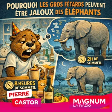Pourquoi les gros fêtards peuvent être jaloux des éléphants ?