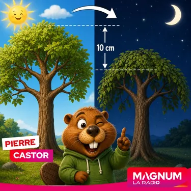  Pourquoi les arbres baissent-ils leurs branches une fois le soleil...