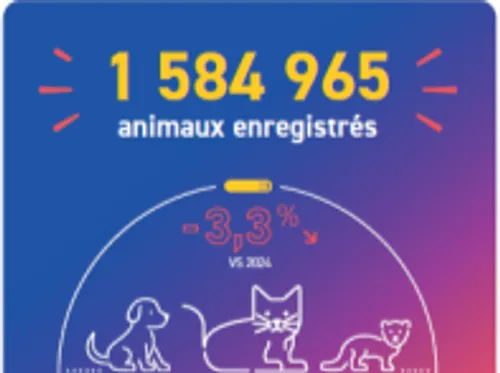Animaux de compagnie : face aux risques de l’été, l'identification...