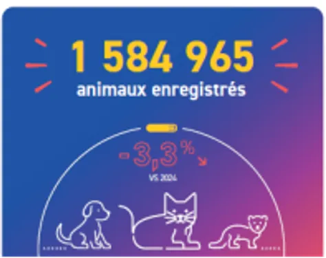 Animaux de compagnie : face aux risques de l’été, l'identification...