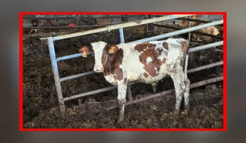 Plus de 130 animaux retirés d'une exploitation de Meurthe-et-Moselle
