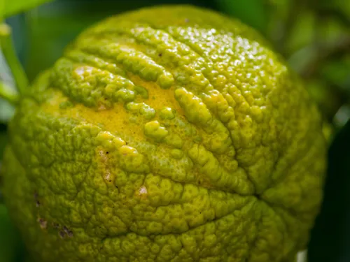 La bergamote célébrée : un jeu-concours pour tenter un voyage en...