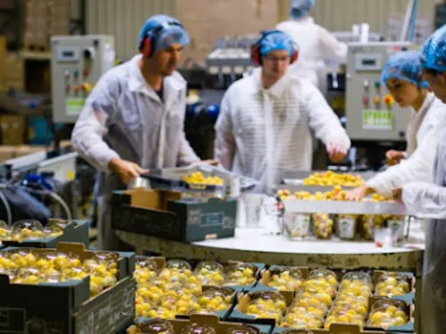 Vegafruits recrute jusqu'à 900 saisonniers pour la récolte des...