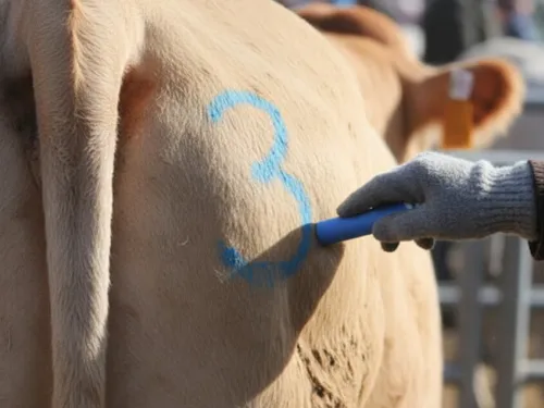 Abattage forcé de 200 vaches au Bordes-sur-Arize : une journée de...